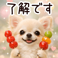 korean gourmet chihuahua p