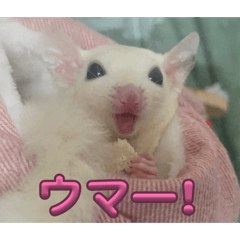 suger glider stamp chichichi