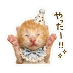 Baby kitten Take-kun