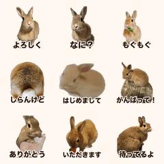 Moka the Rabbit