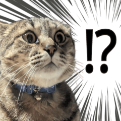 Useful Umetaro the Cat