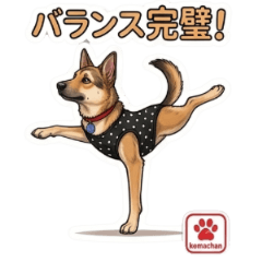 Dancing Dog Koma