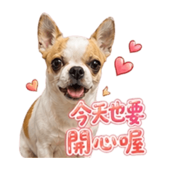 寶妹妹的一天