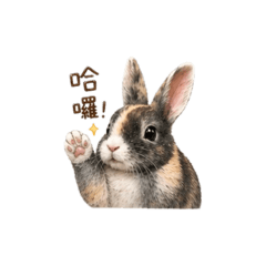 焦糖是隻兔兔