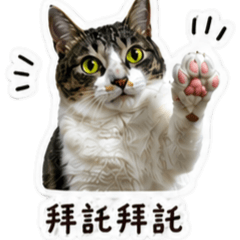 噗迪寶寶