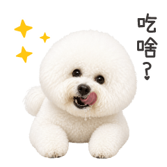 Habbie_Bichon Baby