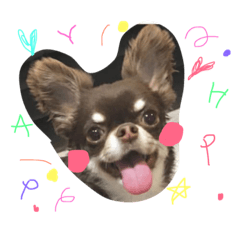 チョコタンチワワ Line スタンプ Line Store チョコタンチワワ Line スタンプ Line Store