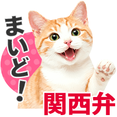 Kansai Dialect Orange & White Tabby Cat