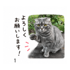 Everyday Round Cat