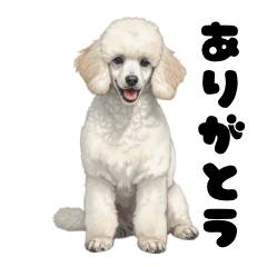 A fluffy white dog Stickers