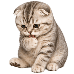 Cat Tabby! Tuatung (No text)