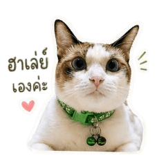 Nuiinu_20260427163516