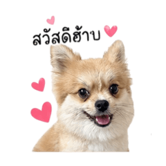 Panida_20260427172843