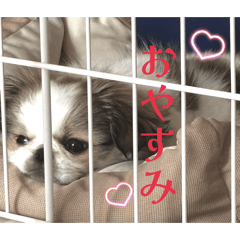 mai t_20260422230713