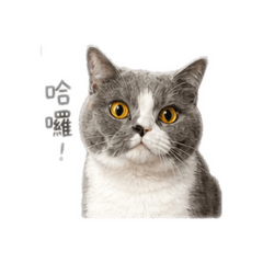 歪Y少爺駕到