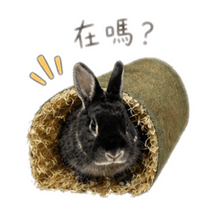 小兔問候語