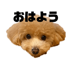 chamcham_20260428132740