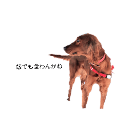 coco DOG coco DOG!