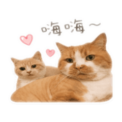兜兜圈圈日常