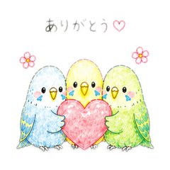 Parakeets P-chan, Chicchi, and Ao-chan