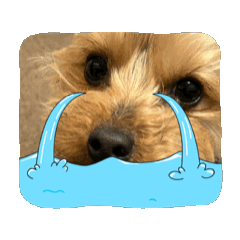 mocomomomo