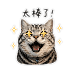 療癒日常｜TORA × HAPPY × COFFEE