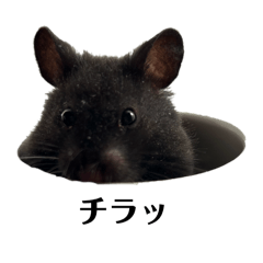 HARUKA_20260428123511