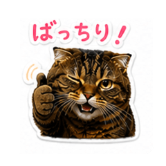 NYAN NYAN_20260428123945