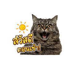 Coffee the Cat V.1