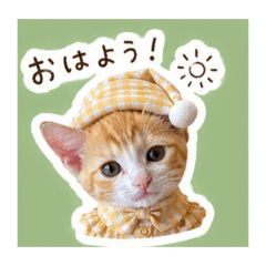 Nikotano_20260428145434