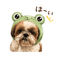 pomshin_20260428171332