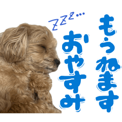 pote&coco&oto&miitan2