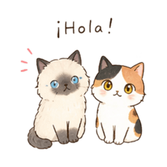 Himalayan cat & Siberian cat