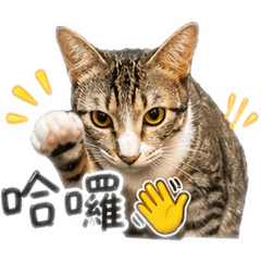 Hello!AAQQKK喵仔