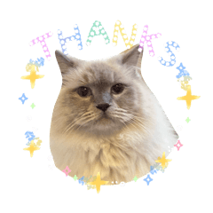 MeowMeow???