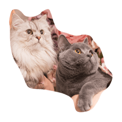 mocha & momo_20260428131451