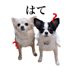 Marie &Iggy