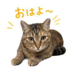 NyaiNyaiNyai