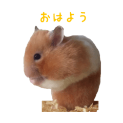 Golden hamsters maguro