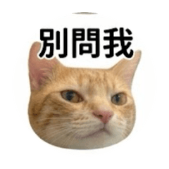 芋圓專屬