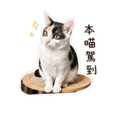 本喵福寶駕到！