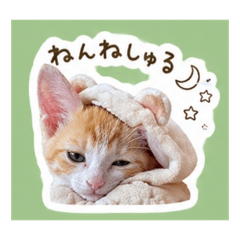 Nikotano_20260428162740