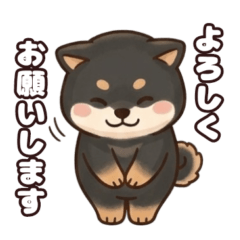 black shiba inu-kun (polite language)