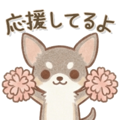 Maromayu Chihuahua: Gentle Care