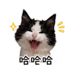 賓士貓：我天生反骨