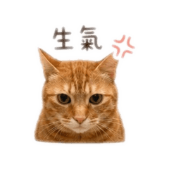 笨橘子