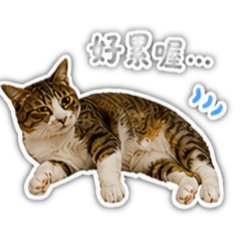 腸腸生活日常