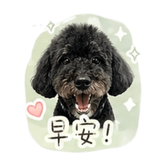 台中林豆豆-黑貴賓犬