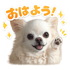 Chiroru the Fluffy Chihuahua Vol.3