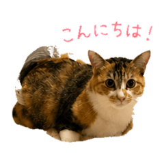 KOMUGI- Daily Chat Stickers